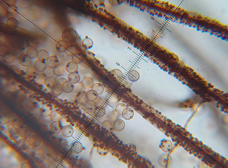 Cribraria cancellata